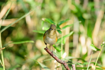 Fototapeta premium ルリビタキ オス 若鳥