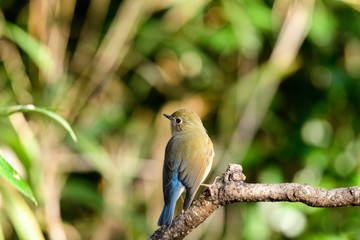 Fototapeta premium ルリビタキ オス 若鳥