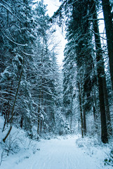 Winter Wonderland at snowfall in the Austrian Forest
