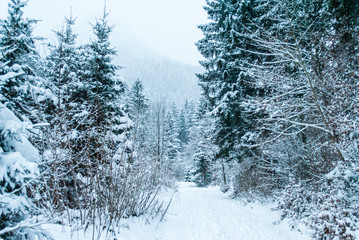 Winter Wonderland at snowfall in the Austrian Forest