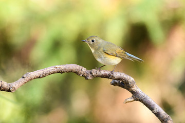 ルリビタキ　オス　若鳥