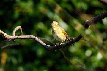 ルリビタキ　オス　若鳥