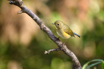 ルリビタキ　オス　若鳥