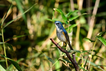 Fototapeta premium ルリビタキ オス