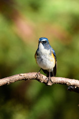 ルリビタキ　オス