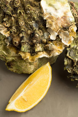 oysters and lemon closeup