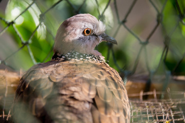 Doves in cages on old wooden  background