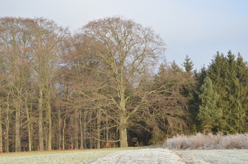 Feld mit Reif am Wald