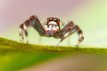 Male Two-striped Jumping Spider (Telamonia dimidiata, Salticidae) resting and crawling on a green leaf