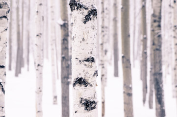 Beautiful birch in the winter snowy forest in the winter in a frost