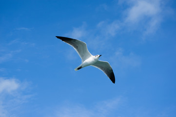 Gull soaring in a blue sky