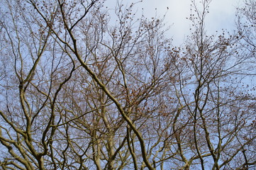 Kräftige Äste ragen in Himmel