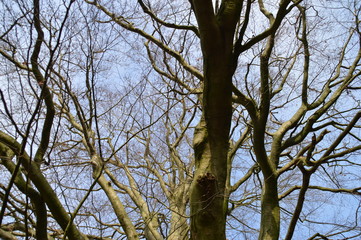 Dicke Äste vor blauem Himmel
