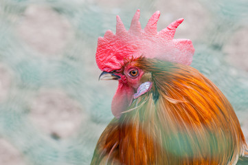 The head of the cock with a red comb close-up