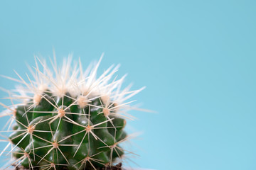Cactus on a blue background