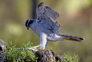 Adult male of Northern goshawk. Accipiter gentilis