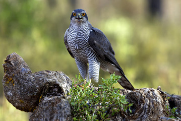 Adult male of Northern goshawk. Accipiter gentilis