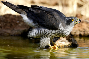 Male of Northern goshawk drinking at a water hole in summer. Accipiter gentilis