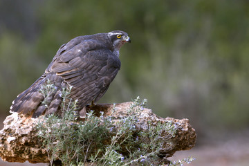 Adult female of Northern goshawk. Accipiter gentilis