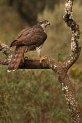 Adult female of Northern goshawk. Accipiter gentilis