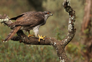 Adult female of Northern goshawk. Accipiter gentilis