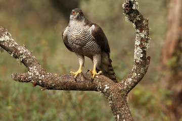 Adult female of Northern goshawk. Accipiter gentilis