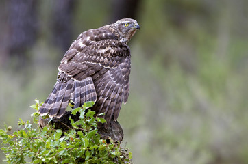 young male of Northern goshawk. Accipiter gentilis
