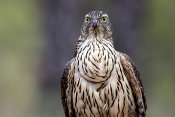 young male of Northern goshawk. Accipiter gentilis