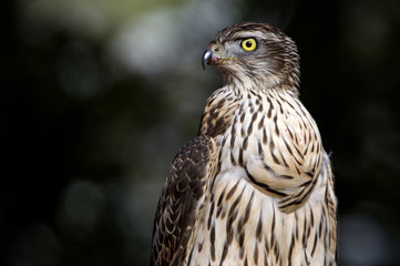 young male of Northern goshawk. Accipiter gentilis