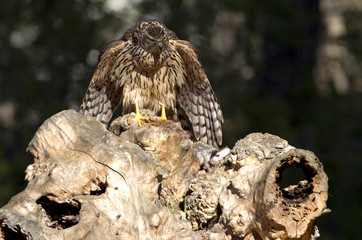 young male of Northern goshawk. Accipiter gentilis