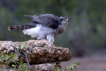 Two yeras old male of Northern goshawk. Accipiter gentilis