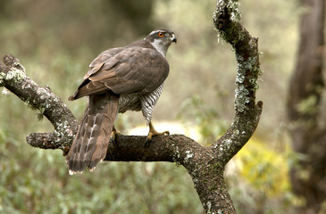 Adult female of Northern goshawk. Accipiter gentilis