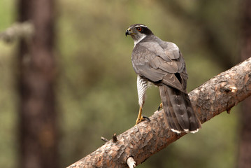 Adult male of Northern goshawk. Accipiter gentilis
