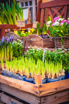 Fr&uuml;hling Fr&uuml;hbl&uuml;her Beet