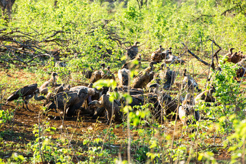 White-backed vultures feeding on carrion