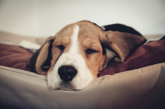 Beagle schl&auml;ft ruht sich aus