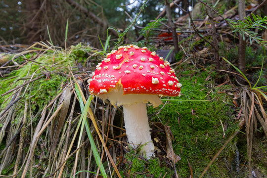 Mushroom growing in the forest among moss. Nature
