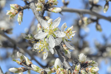 Prunus dulcis. Spring background. Blossom of almond tree. Beautiful white flowers. Sunny day with blue sky. Soft focus.