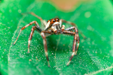 Male Two-striped Jumping Spider (Telamonia dimidiata, Salticidae) resting and crawling on a green leaf