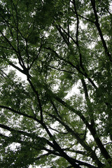 Obraz premium Ueno Park,Tokyo, Japan