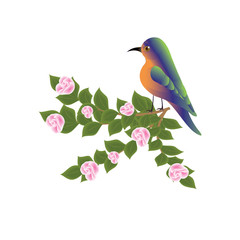 Hummingbird sitting on a flowering tree branch art creative modern vector illustration, isolated on a white background design elements