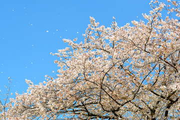 cherry bossoms in Sumda-Park Japan