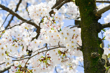cherry bossoms in Sumda-Park Japan