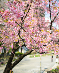 cherry bossoms in Sumda-Park Japan