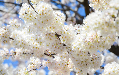 cherry bossoms in Sumda-Park Japan