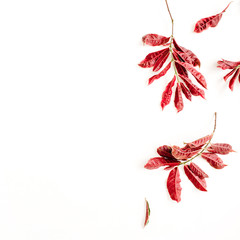 red leaves on white background. flat lay.