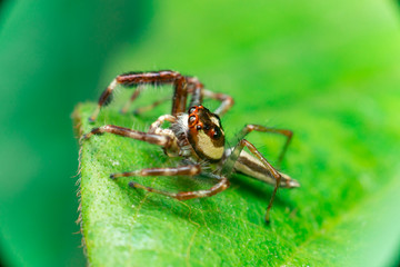 Male Two-striped Jumping Spider (Telamonia dimidiata, Salticidae) resting and crawling on a green leaf