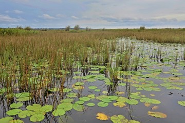 Amazing waterlily in african congo, wild and nature in africa, beautiful landscape view, green jungle and mountains