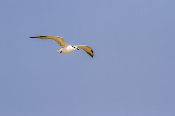 Little tern in Kalpitiya, Sri Lanka