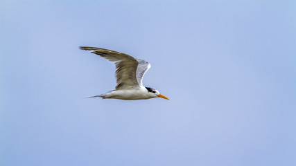Fototapeta na wymiar Little tern in Kalpitiya, Sri Lanka